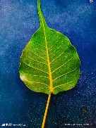 手机APP-勒沃库森对费伦茨比分预测
